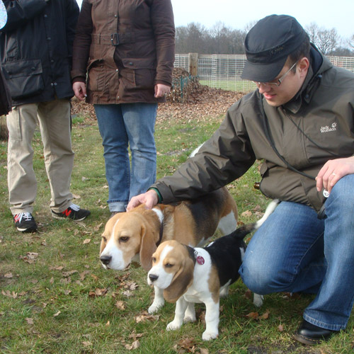 Beaglewelpe mit seinem Vater in Steinhagen bei Bielefeld auf dem Hundeplatz 
